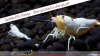 JustBee-PRL-Shrimps-1.png