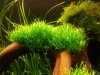 Riccia fluitans.jpg Riccia fluitans.jpg