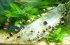 schwarze-bienen-03.jpg schwarze-bienen-03.jpg