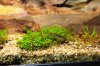Bild013_Aquariumbewohner_Armano.jpg Bild013_Aquariumbewohner_Armano.jpg