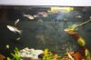 Bild015_Aquariumbewohner_Guppys.jpg Bild015_Aquariumbewohner_Guppys.jpg
