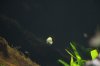 Bild016_Aquariumbewohner_PHS.jpg Bild016_Aquariumbewohner_PHS.jpg