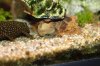 Bild017_Aquariumbewohner.jpg Bild017_Aquariumbewohner.jpg