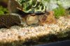 Bild017_Aquariumbewohner.jpg