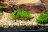 Bild018_Aquariumbewohner_blaue.jpg Bild018_Aquariumbewohner_blaue.jpg