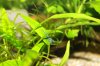 Bild019_Aquariumbewohner_blaue.jpg Bild019_Aquariumbewohner_blaue.jpg
