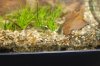 Bild020_Aquariumbewohner_blaue.jpg Bild020_Aquariumbewohner_blaue.jpg