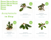 Bucephalandra.png Bucephalandra.png