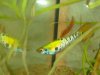 guppy1.jpg