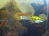 guppy2.jpg
