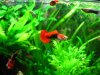 guppys1.jpg
