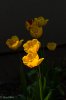 Tulpe gelb.jpg