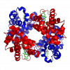 480px-1GZX_Haemoglobin.png 480px-1GZX_Haemoglobin.png