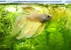 ueberfuetterter-Betta-APart-01.jpg