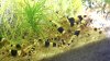 black-bee-abgabe-04.jpg black-bee-abgabe-04.jpg