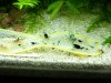 caridina-kindergarten-002.jpg