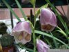 Gladiolus papillo_klein.jpg