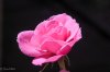Rose 3.jpg Rose 3.jpg