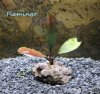flamingo.JPG