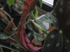 Begonia maculata wightii 1.jpg
