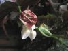 Begonia maculata wightii 2.jpg