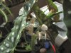 Begonia maculata wightii 3.jpg