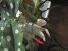 Begonia maculata wightii 4.jpg