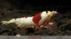JustBee-PRL-Shrimps2016.png JustBee-PRL-Shrimps2016.png