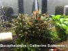 Bucephalandra Cahterine Super Mini.JPG Bucephalandra Cahterine Super Mini.JPG