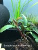 Bucephalandra Flamingo.JPG