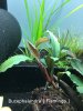 Bucephalandra Flamingo.JPG Bucephalandra Flamingo.JPG