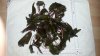 Cryptocoryne wendtii Tropica 1.jpg