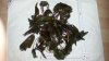 Cryptocoryne wendtii Tropica 1.jpg Cryptocoryne wendtii Tropica 1.jpg
