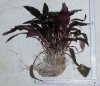 Cryptocoryne wendtii Tropica 2.jpg Cryptocoryne wendtii Tropica 2.jpg