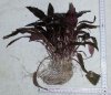 Cryptocoryne wendtii Tropica 2.jpg