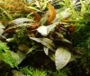 Cryptocoryne wendtii Tropica 3.jpg Cryptocoryne wendtii Tropica 3.jpg