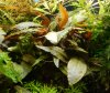 Cryptocoryne wendtii Tropica 3.jpg