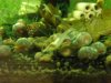 upload_2017-1-8_10-46-6.jpeg