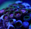 zoa.JPG