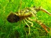 Procambarus Enoplosternum 1.jpg