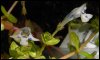 Linderniarotundifoliavar.jpg Linderniarotundifoliavar.jpg