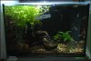 LittleshrimpaniacsCR9.jpg