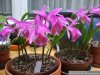Pleione_klein.jpg