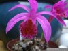 Pleione Stromboli_klein.jpg