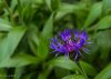 15 Blume.jpg