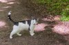 19 Katze.jpg