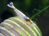 Sunny-Bee-blue-eggs.jpg Sunny-Bee-blue-eggs.jpg