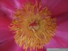 Paeonia2_klein.jpg