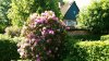 8 Rododendron Haus.jpg