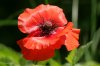 Mohn.jpg